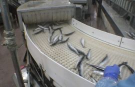 Конвейер с модульной пластиковой лентой для сортировки замороженной рыбы